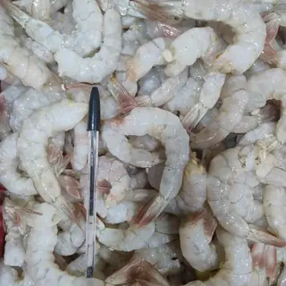 Camar&atilde;o branco com cauda